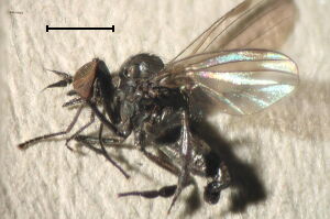 Microphor #a