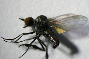 Microphor anomalus