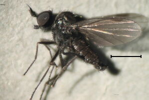 Microphor holosericeus