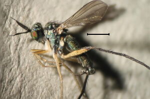 Rhaphium monotrichum