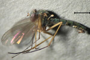 Sciapus longulus