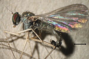 Sciapus platypterus