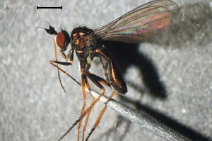 Syntormon denticulatum