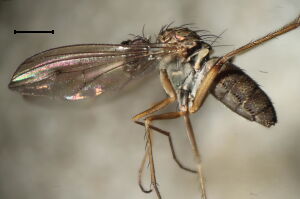 Syntormon macula