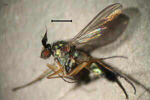 Syntormon pallipes