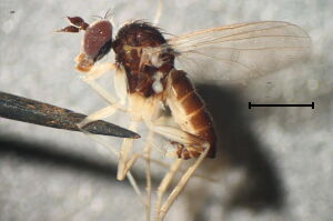 Systenus bipartitus