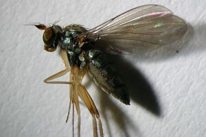Systenus scholtzii