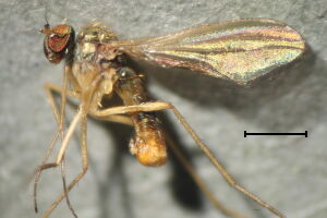 Xanthochlorus ornatus