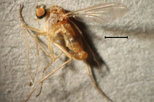 Xanthochlorus tenellus
