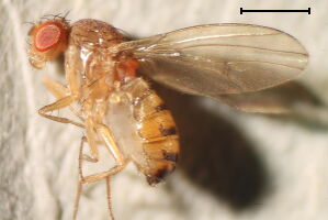 Drosophilidae