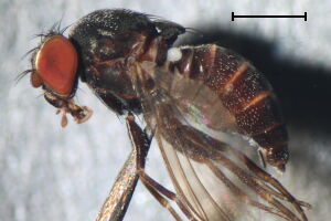 Cacoxenus indagator