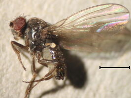 Drosophila ambigua