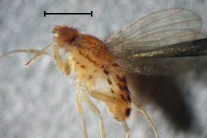 Drosophila busckii