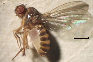 Drosophila funebris