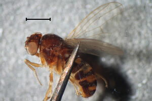 Drosophila hydei
