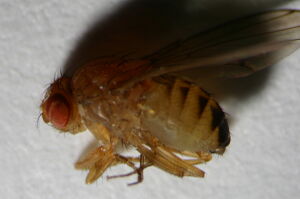 Drosophila immigrans
