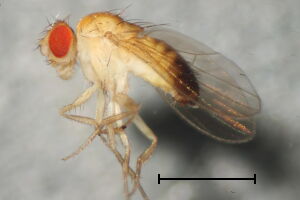 Drosophila melanogaster
