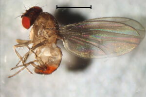 Drosophila obscura