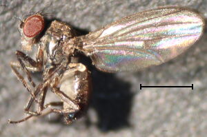 Drosophila subobscura