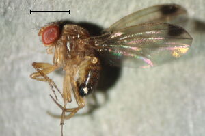 Drosophila suzukii