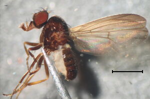 Drosophila tristis