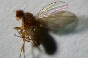 Microdrosophila congesta