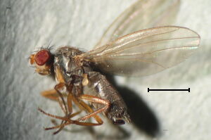 Scaptomyza flava