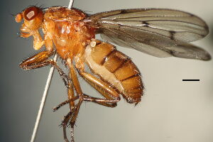 Dryomyza anilis