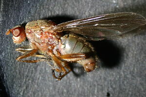 Dryope