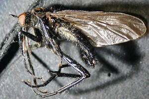 Empididae