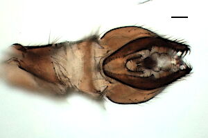 Chelifera precabunda