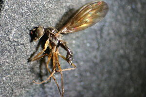 Dolichocephala guttata