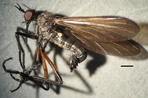 Empis borealis