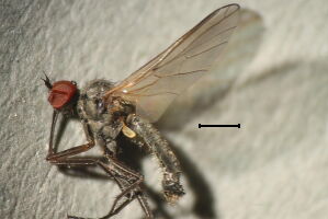 Empis nuntia