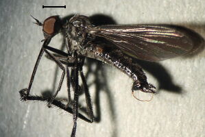 Empis pennipes