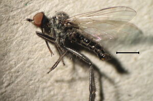 Empis vitripennis