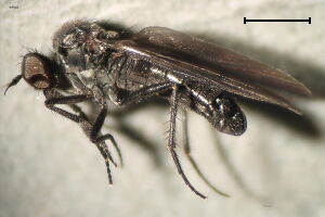 Hilara cornicula