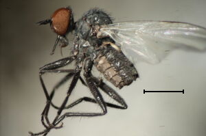 Rhamphomyia albipennis Rhamphomyia albipennis