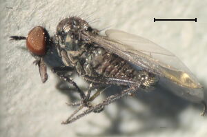 Rhamphomyia anomalipennis Rhamphomyia anomalipennis