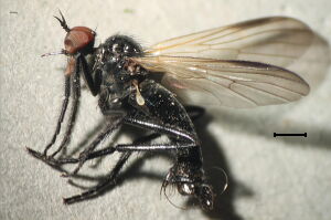Rhamphomyia atra Rhamphomyia atra