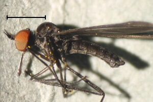 Rhamphomyia bohemica Rhamphomyia bohemica