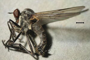 Rhamphomyia crassirostris Rhamphomyia crassirostris