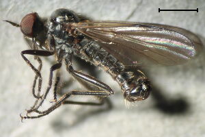 Rhamphomyia erythrophthalma Rhamphomyia erythrophthalma