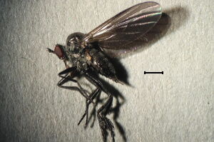 Rhamphomyia micropyga Rhamphomyia micropyga
