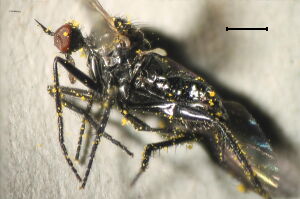 Rhamphomyia obscura Rhamphomyia obscura