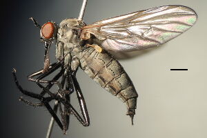 Rhamphomyia subcinerascens Rhamphomyia subcinerascens