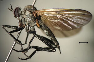 Rhamphomyia sulcata Rhamphomyia sulcata