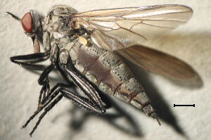 Rhamphomyia sulcatella Rhamphomyia sulcatella