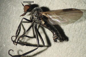 Rhamphomyia tarsata Rhamphomyia tarsata