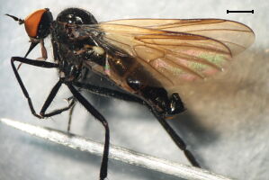Rhamphomyia tibialis Rhamphomyia tibialis